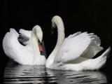 Логотип Кафе Лебяжье в Сокольниках Логотип Кафе Лебяжье в Сокольниках